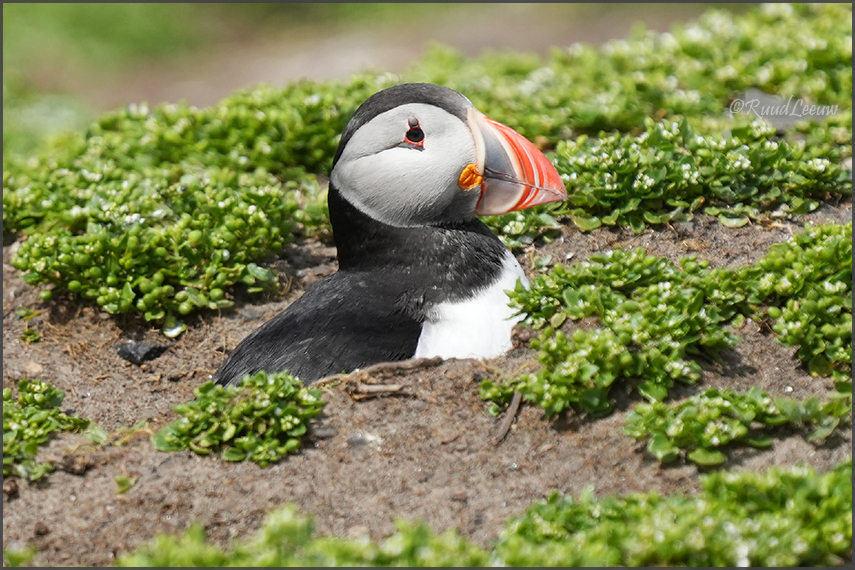 Farne Islands - Phoography by Ruud Leeuw (2024)
