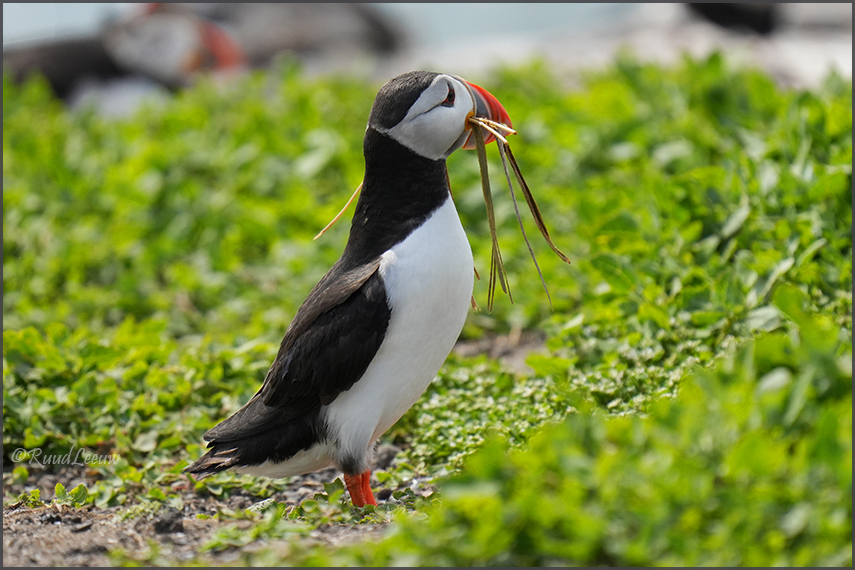 Farne Islands - Phoography by Ruud Leeuw (2024)