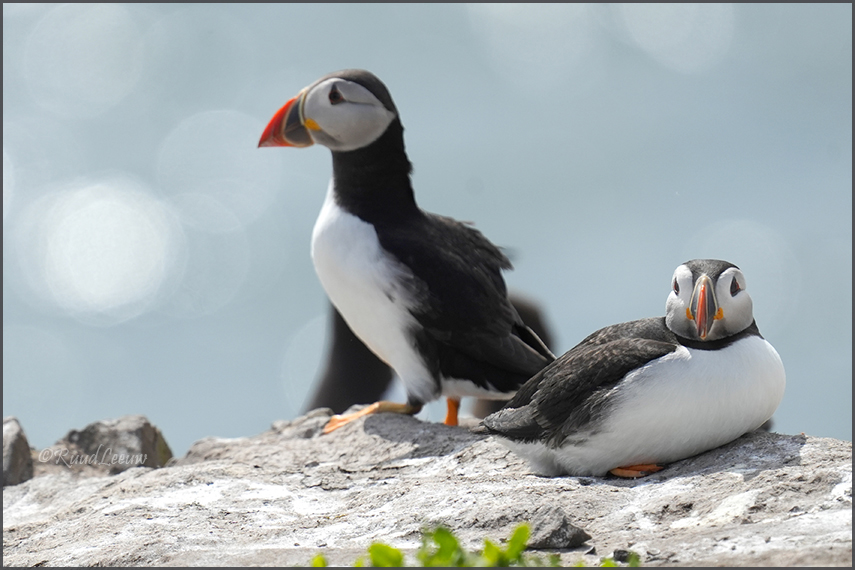Farne Islands - Phoography by Ruud Leeuw (2024)