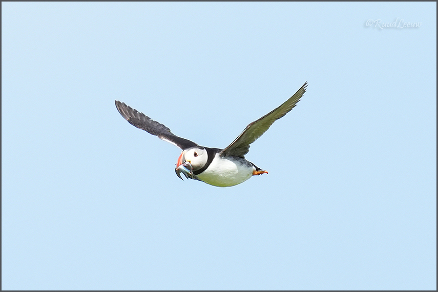 Farne Islands - Phoography by Ruud Leeuw (2024)