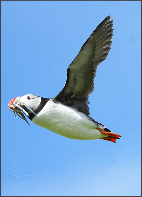 Farne Islands - Phoography by Ruud Leeuw (2024)