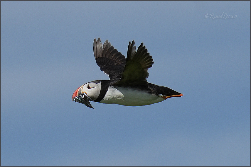 Farne Islands - Phoography by Ruud Leeuw (2024)