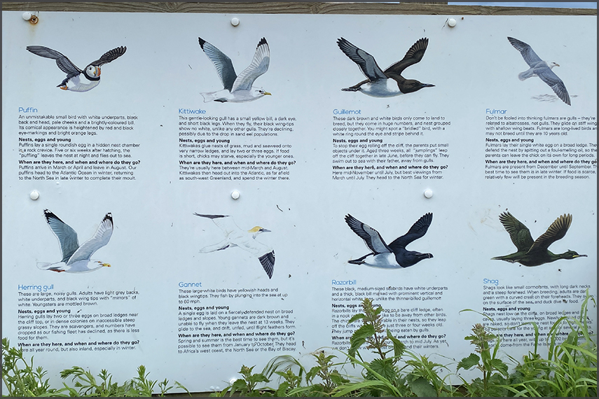 RSPB Bempton Cliffs - Photography by Ruud Leeuw