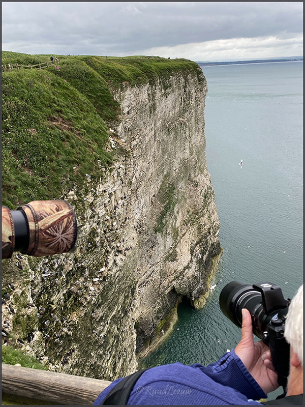 RSPB Bempton Cliffs - Photography by Ruud Leeuw