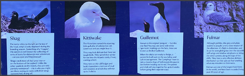 Farne Islands - Phoography by Ruud Leeuw (2024)