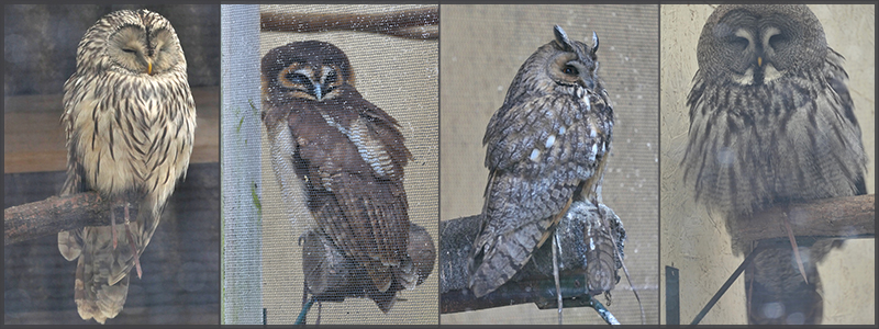 Birds of Prey Centre @Helmsley (Photos by Ruud Leeuw)
