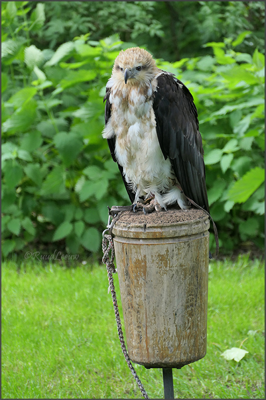 Birds of Prey Centre @Helmsley (Photos by Ruud Leeuw)