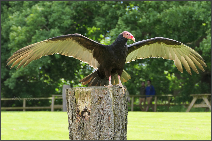 Birds of Prey Centre @Helmsley (Photos by Ruud Leeuw)