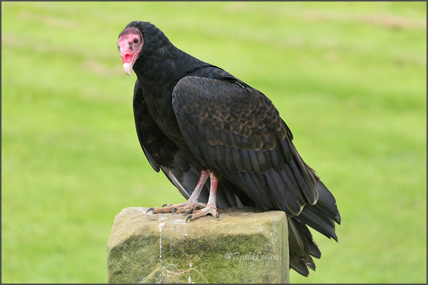 Birds of Prey Centre @Helmsley (Photos by Ruud Leeuw)
