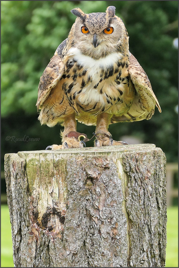 Birds of Prey Centre @Helmsley (Photos by Ruud Leeuw)