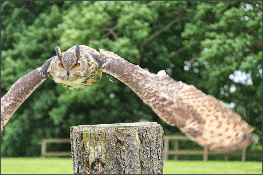 Birds of Prey Centre @Helmsley (Photos by Ruud Leeuw)