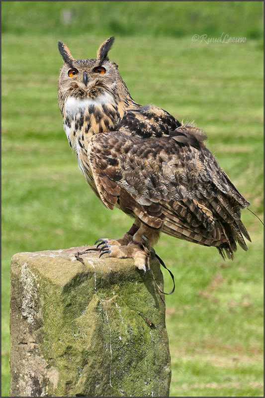 Birds of Prey Centre @Helmsley (Photos by Ruud Leeuw)