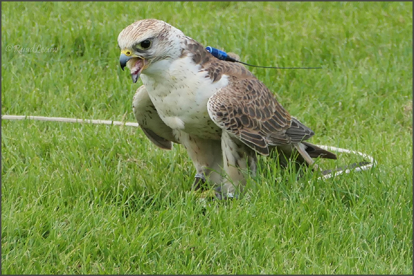 Birds of Prey Centre @Helmsley (Photos by Ruud Leeuw)