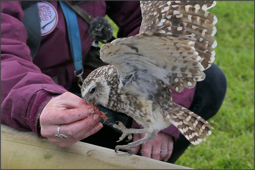 Birds of Prey Centre @Helmsley (Photos by Ruud Leeuw)