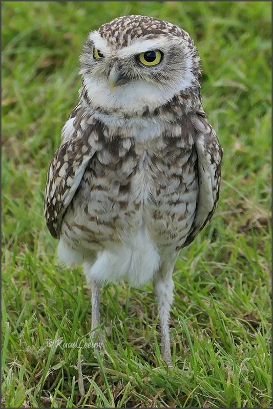 Birds of Prey Centre @Helmsley (Photos by Ruud Leeuw)