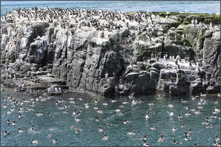 Farne Islands - Phoography by Ruud Leeuw (2024)