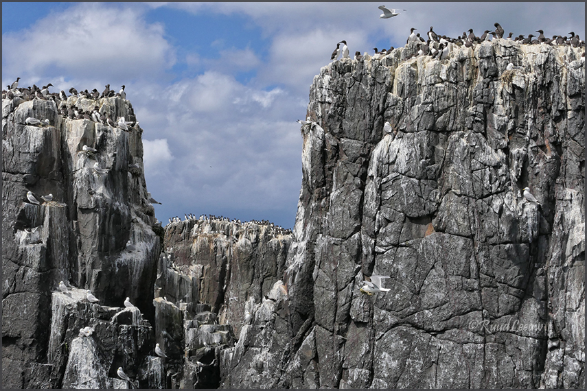 Farne Islands - Phoography by Ruud Leeuw (2024)