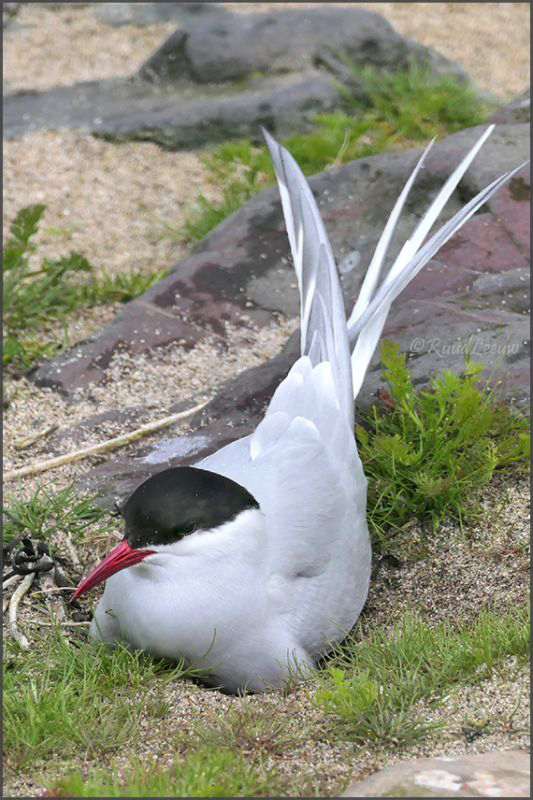 Farne Islands - Phoography by Ruud Leeuw (2024)