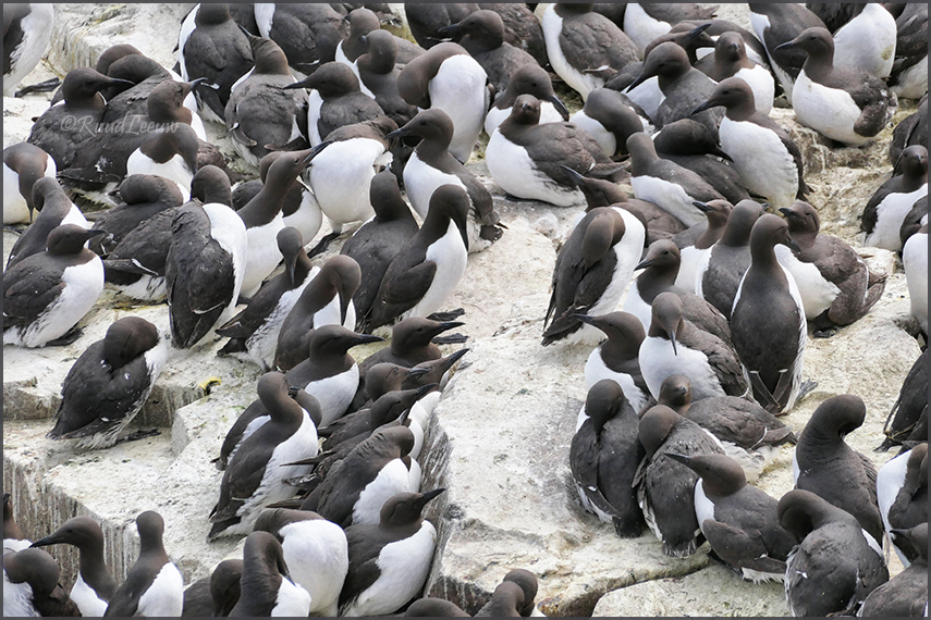 Farne Islands - Phoography by Ruud Leeuw (2024)