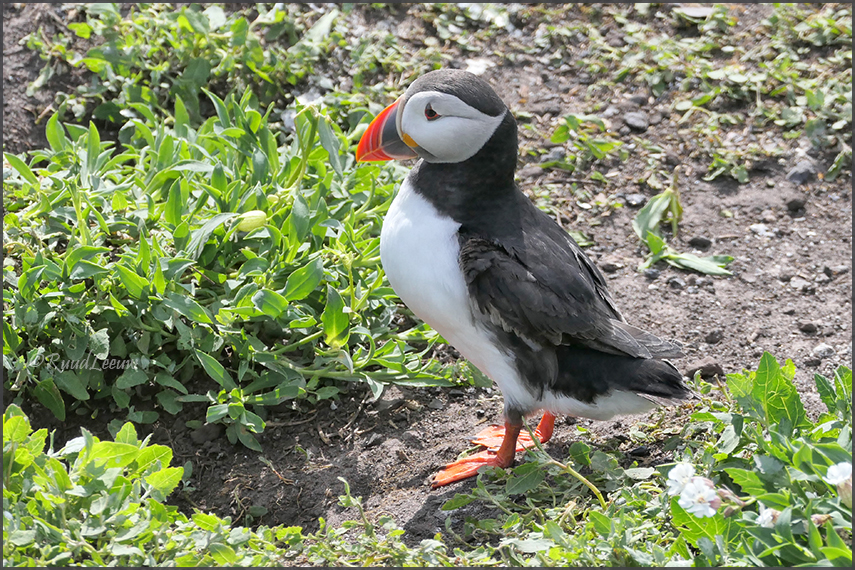 Farne Islands - Phoography by Ruud Leeuw (2024)