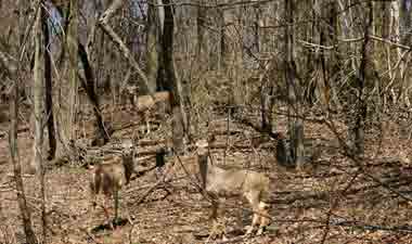 Deer on the side of the road