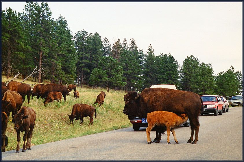 Wyoming 1994