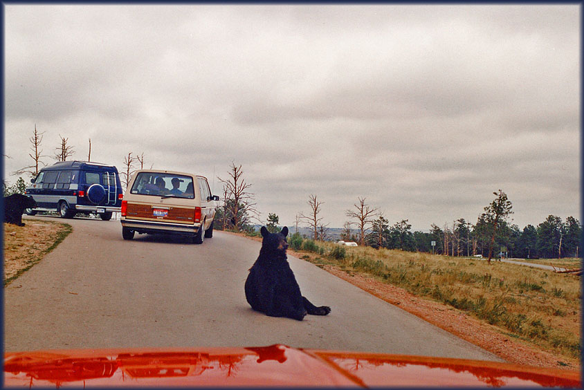 Bear Country
