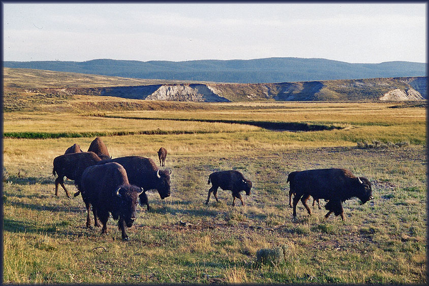 Yellowstone NP