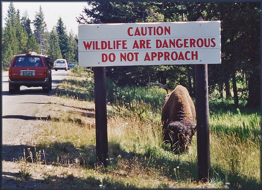 Yellowstone NP