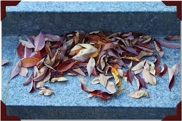 Colourful in death